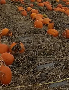 Stults' Pumpkin Patch